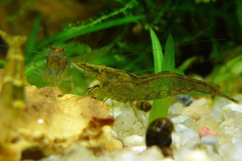Atyaephyra desmaresti 4